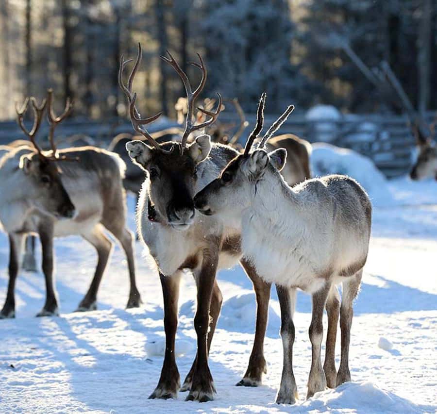 クーサモ：トナカイ農場訪問 | GetYourGuide