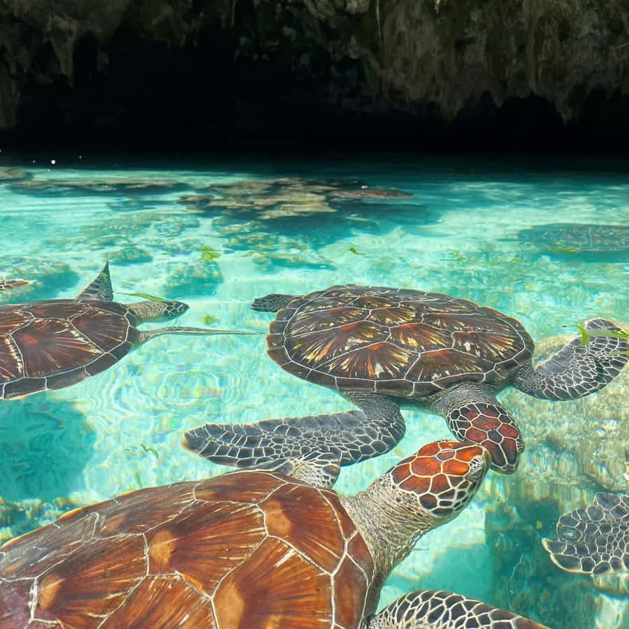 4113a97fe4dc8352710d0e308515d2