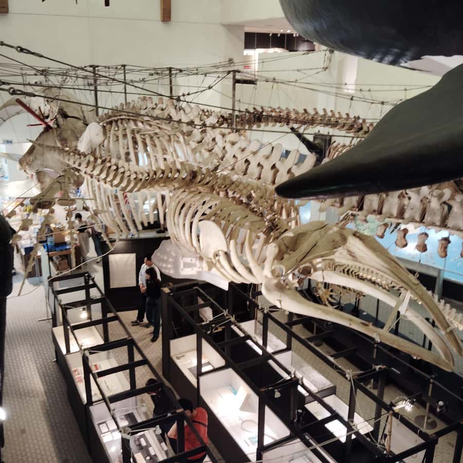 和歌山：太地鲸鱼博物馆和日本海洋遗产| GetYourGuide