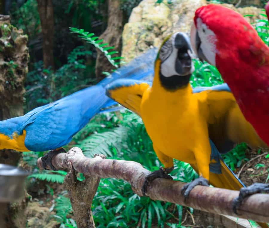 ウルトラブースト　25.5 LEON Safari セブ：セブ サファリ アドベンチャー パーク 日帰り旅行 | GetYourGuide