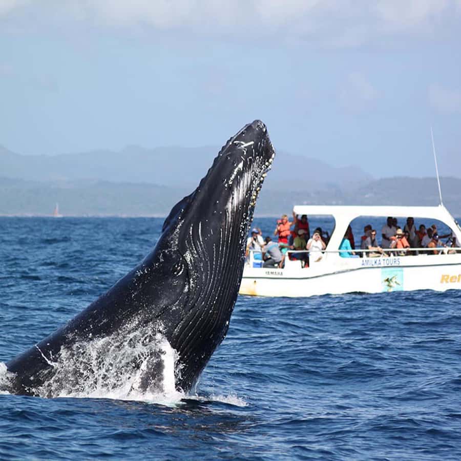 Samana Whale Watching Excursion