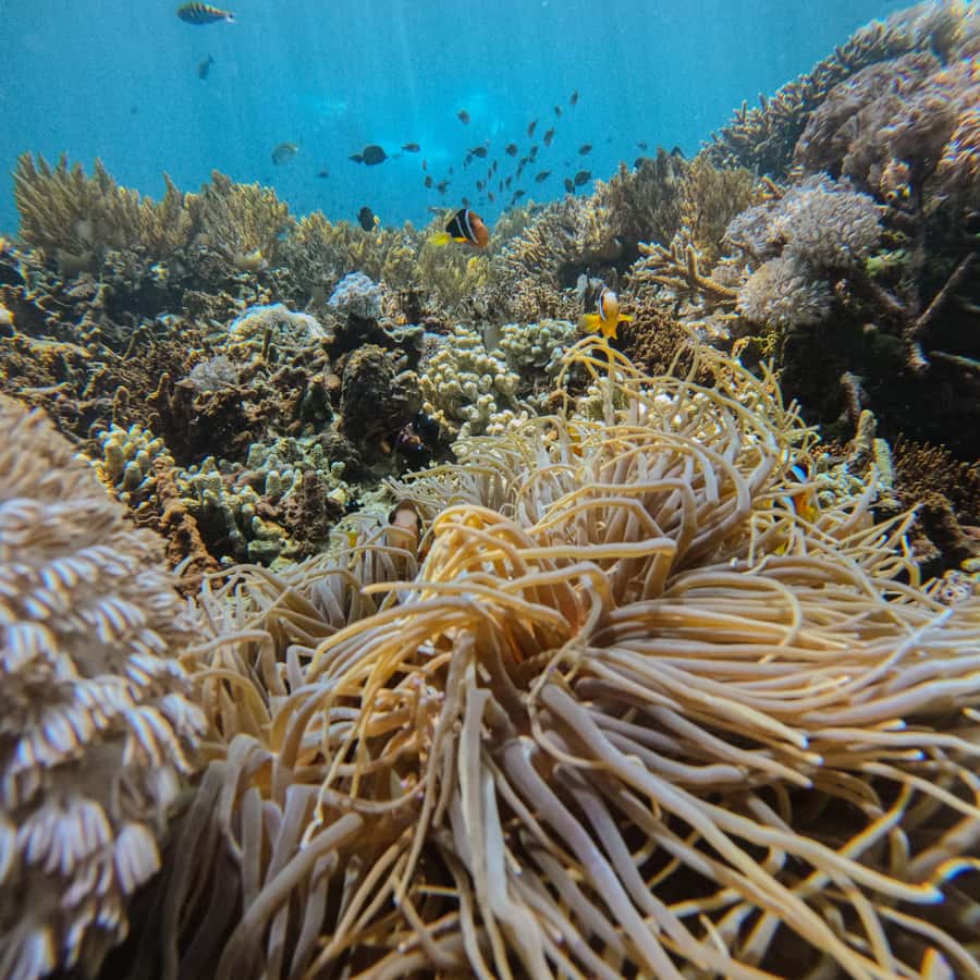 バリ発：ヌサペニダのマンタポイントでスノーケリング＆ランドツアーを