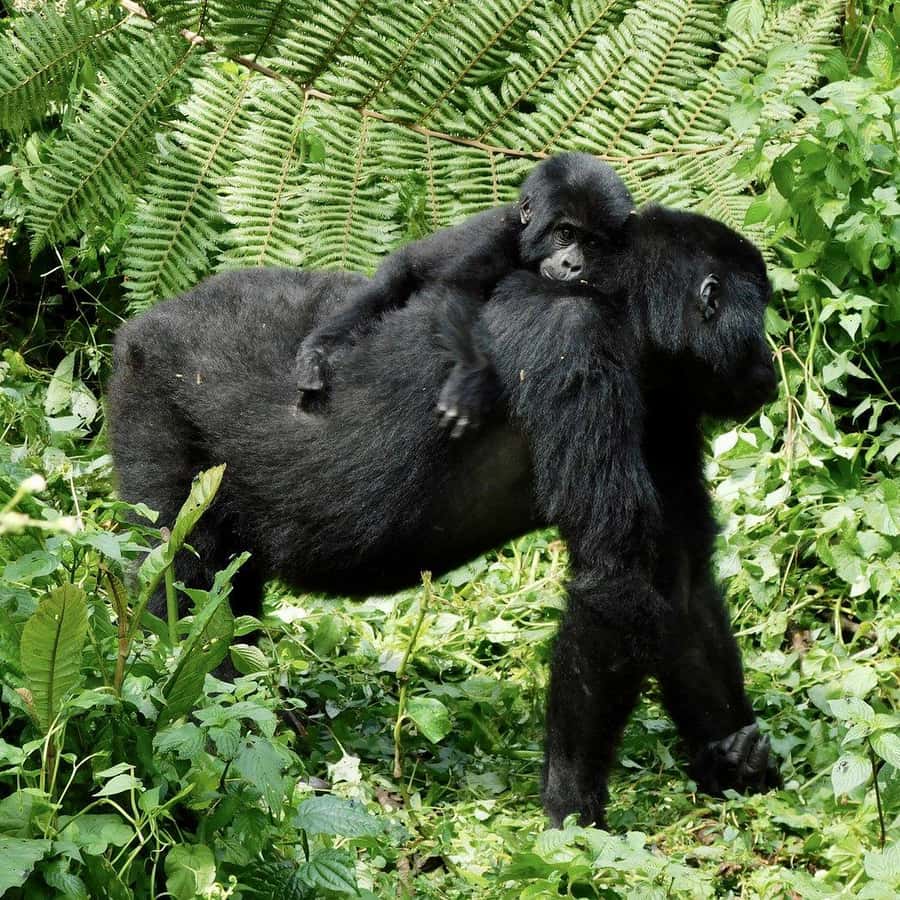 3日間のゴリラツアー | GetYourGuide