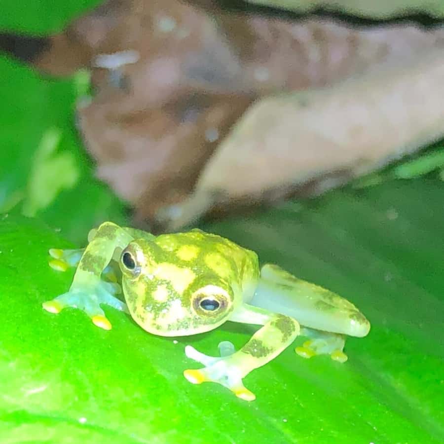 금개구리 자연 방사: 멸종위기 보호의 한 걸음!, image size:900x900