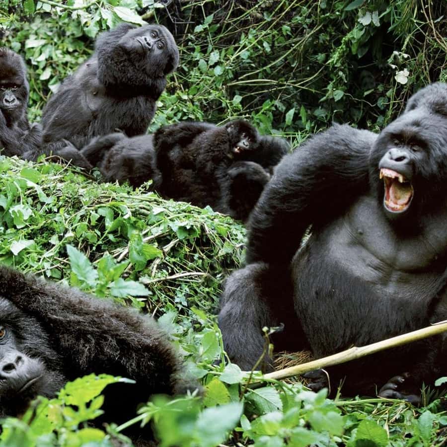 ケニアとウガンダ：ゴリラ追跡ツアー付き 7 日間サファリ | GetYourGuide