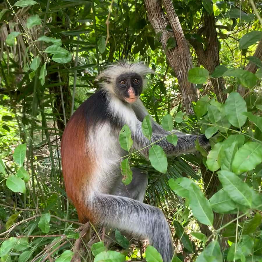 ザンジバル：ジョザニの森のアカコロブス猿ガイド付きツアー