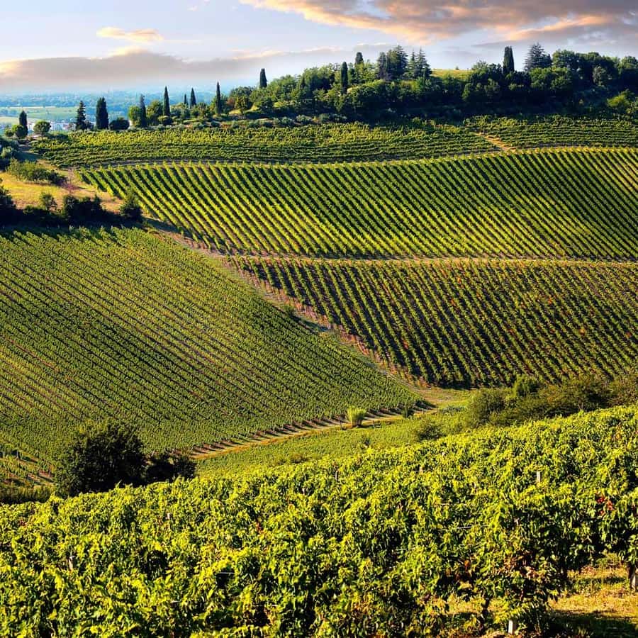 Toscaanse heuvels met wijngaarden bij Pisa en Lucca