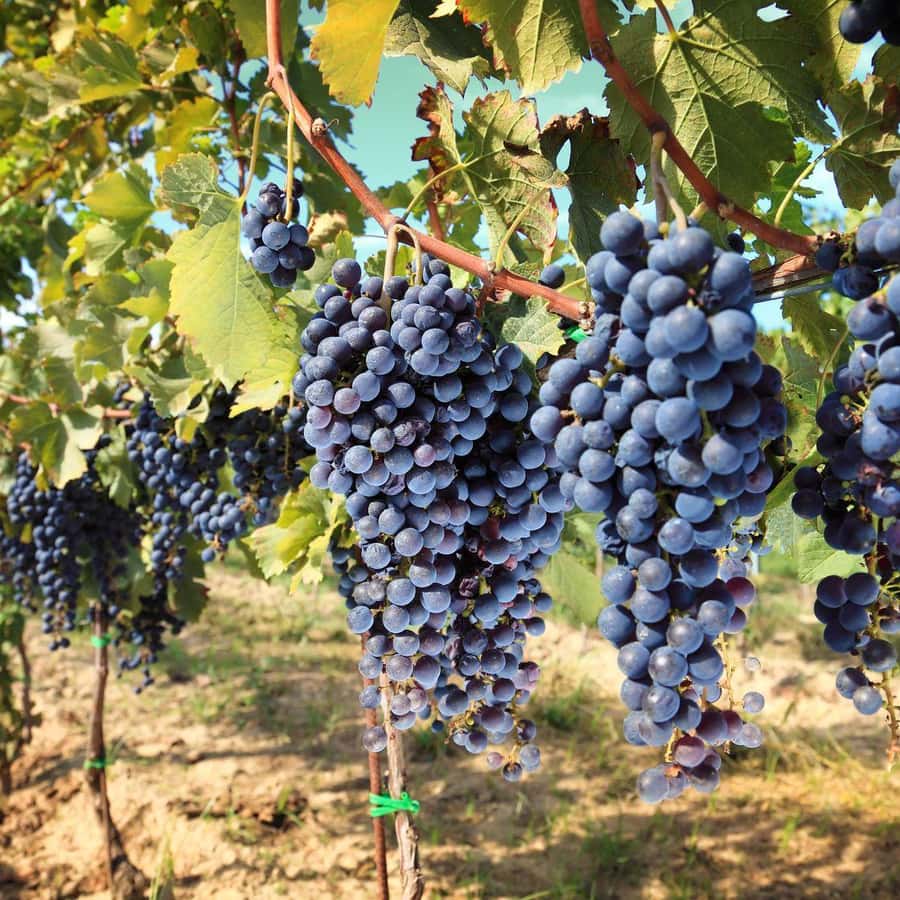 Wijnproeverij op terras met uitzicht op Toscaanse heuvels