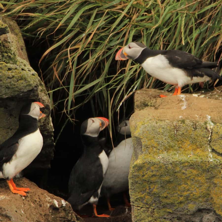レイキャビク：パフィンウォッチングツアー | GetYourGuide