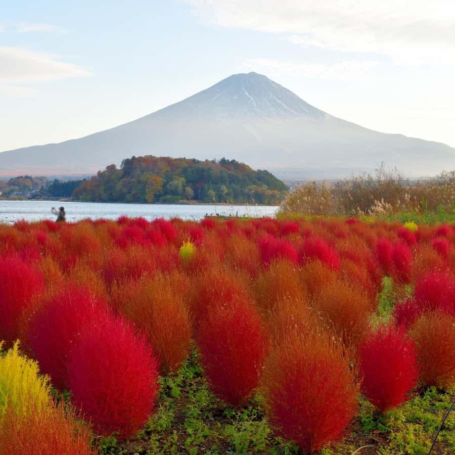 Fondo Elegante Ilustración Inspirada En El Monte Fuji, Festival Japonés,  Festival, Monte Fuji Imagen de Fondo Para Descarga Gratuita - Pngtreee, image size:900x900