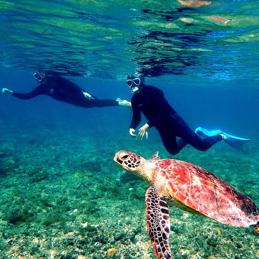 沖縄：那覇発、1日で楽しむ慶良間諸島シュノーケリングツアー
