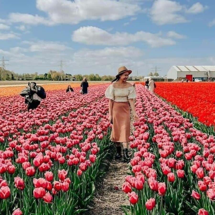 阿姆斯特丹：郁金香农场探访、库肯霍夫花园与风车巡游| GetYourGuide