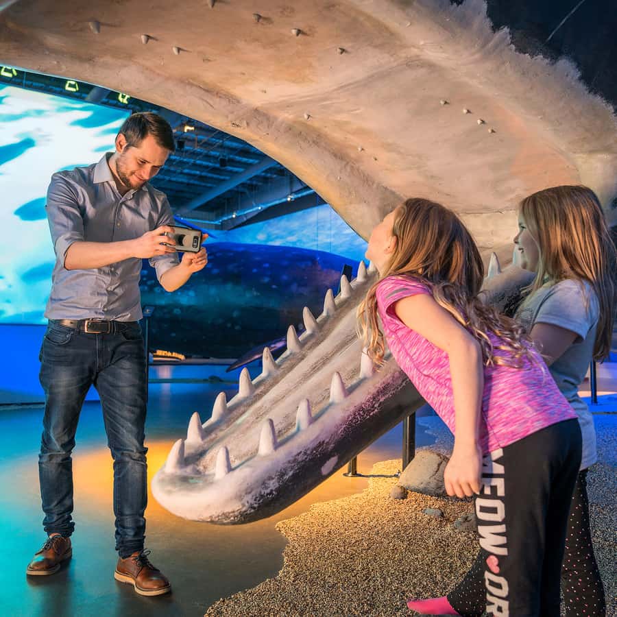 レイキャビク：ホエールウォッチングツアー、アイスランドのクジラ展