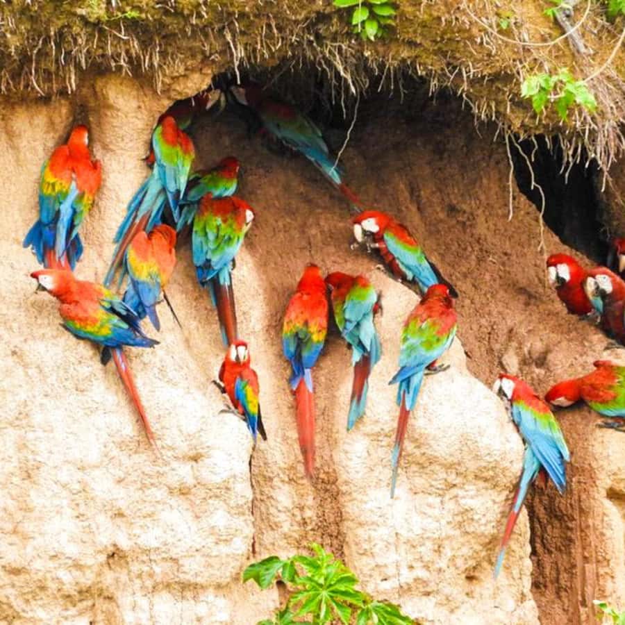 坦博帕塔金剛鸚鵡舔黏土4 天/3 晚| GetYourGuide