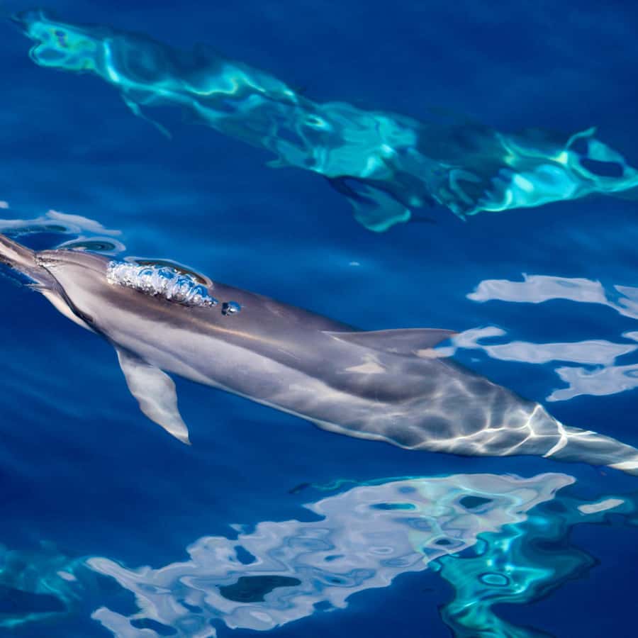 Nadar con delfines en Mauricio desde Grande Rivière Noire | Manawa, image size:900x900