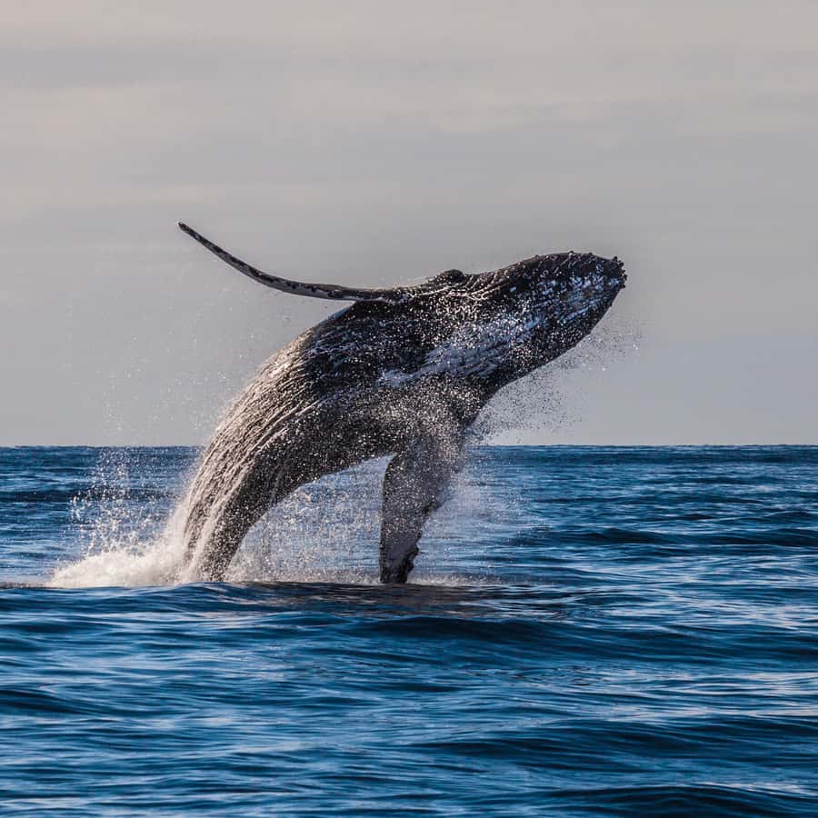 マウイ島：マアラエア港からの環境に優しいホエールウォッチングツアー