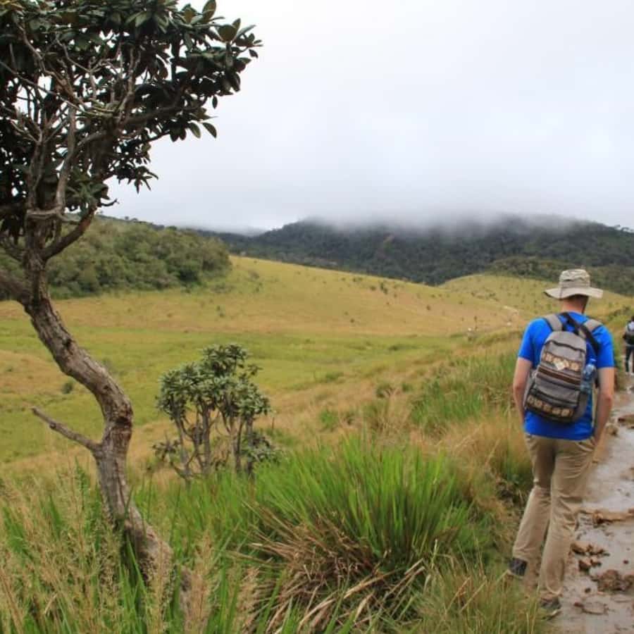 Visita exclusiva a Nuawara Eliya: Visita às planícies de Horton e à fábrica  de chá | GetYourGuide, image size:900x900