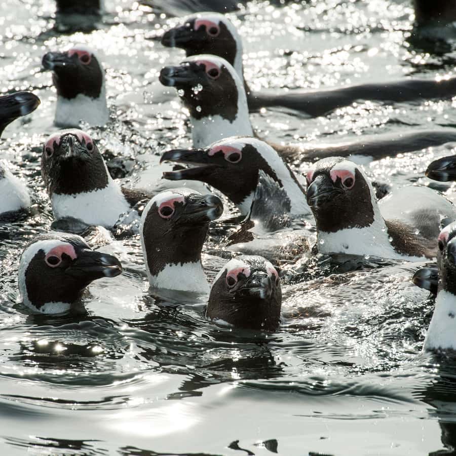 ケープタウン：V&A ウォーターフロントからの海洋野生生物ツアー
