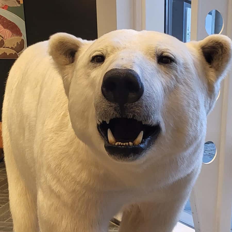 Tromsø: Paseo guiado para ver osos polares, incluyendo Polaria y el Museo  Polar. | GetYourGuide, image size:900x900