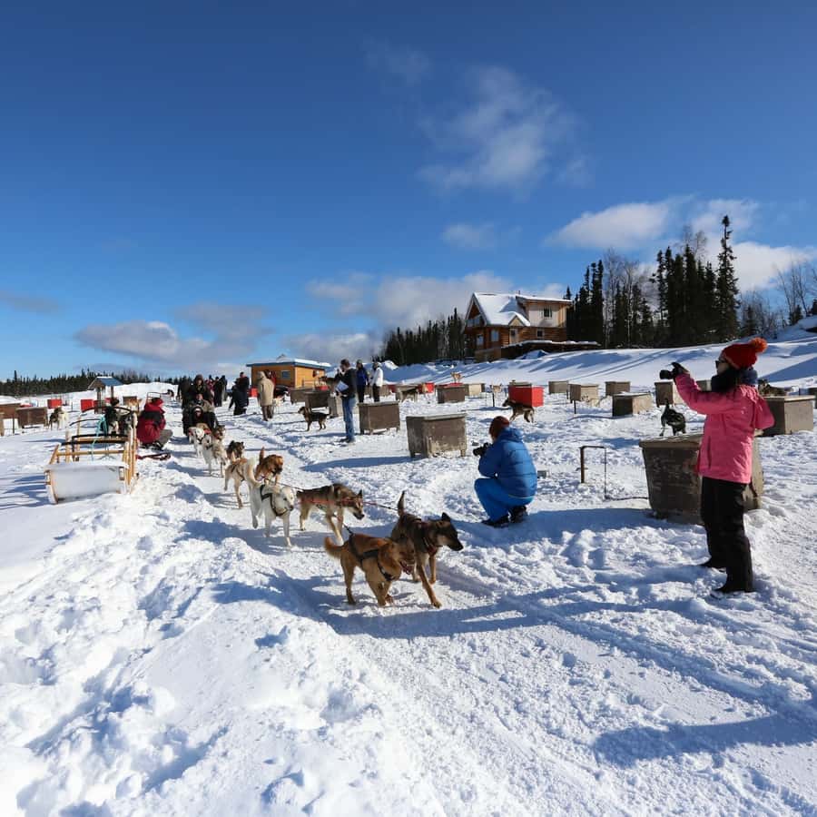 美品【SLED DOGS】スノースケートブーツ HALDEN M バッグ付き Sleddogsのスノースケートブーツ！ Sleddogsのスノースケートブーツ