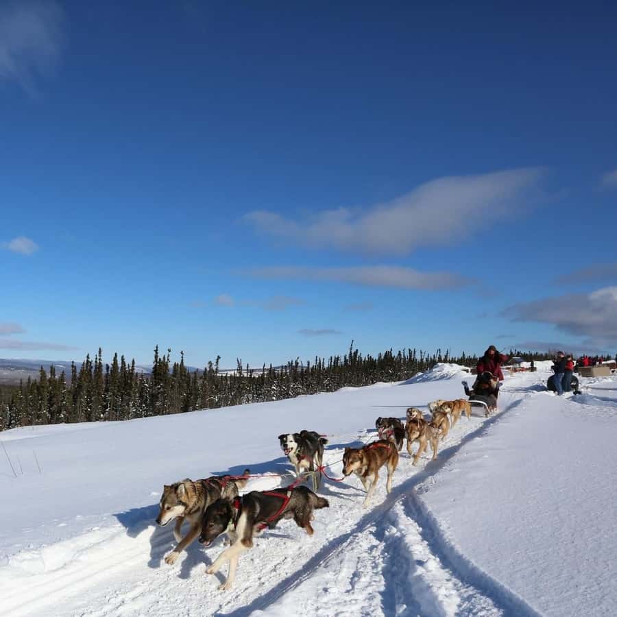 Fairbanks: 1-Hour Alaskan Winter Dog Sledding Adventure | GetYourGuide