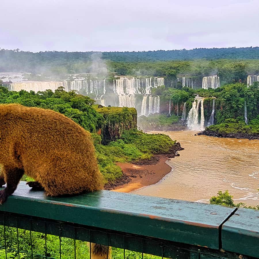 从福斯杜伊瓜苏出发：巴西伊瓜苏瀑布和Macuco野生动物园游船| GetYourGuide
