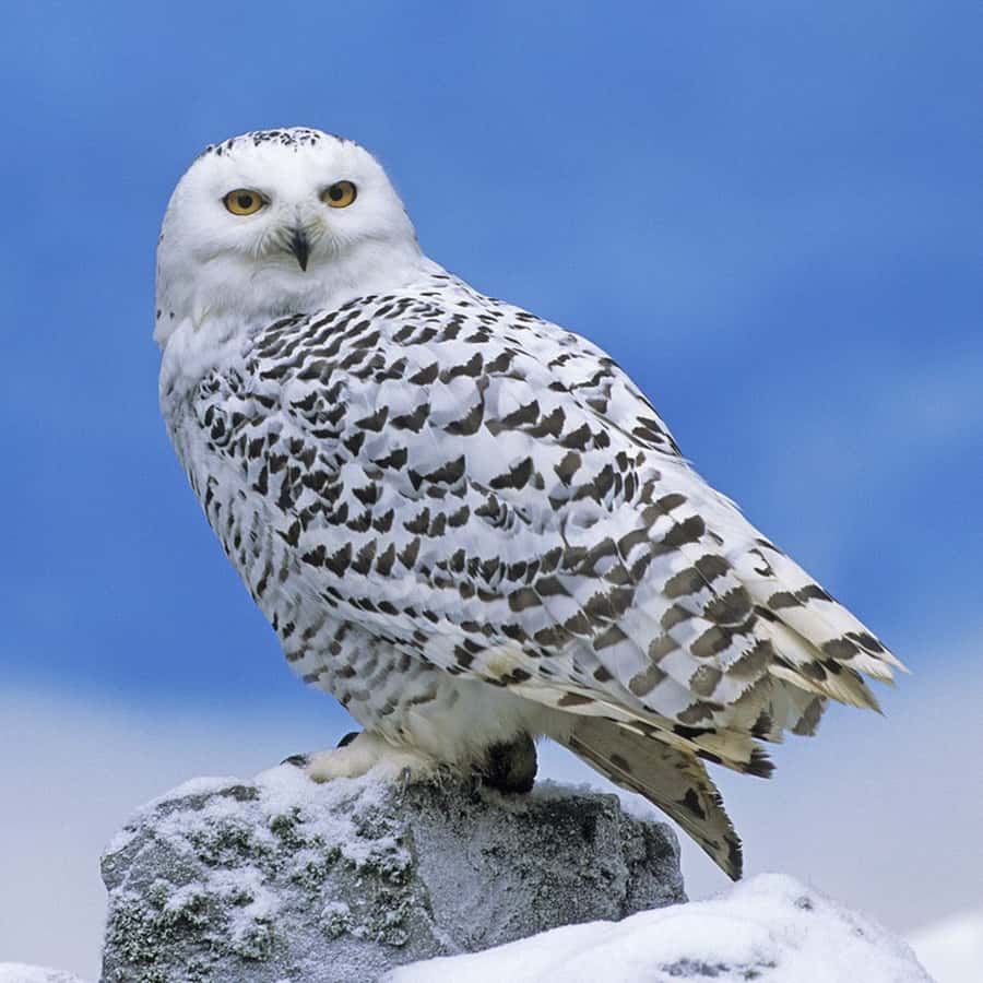 Adoptions Symboliques, image size:900x900