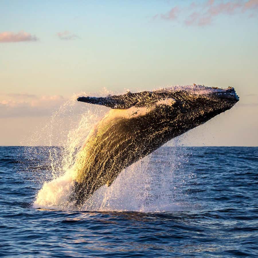マウイ島：マアラエア港からの環境に優しいホエールウォッチングツアー