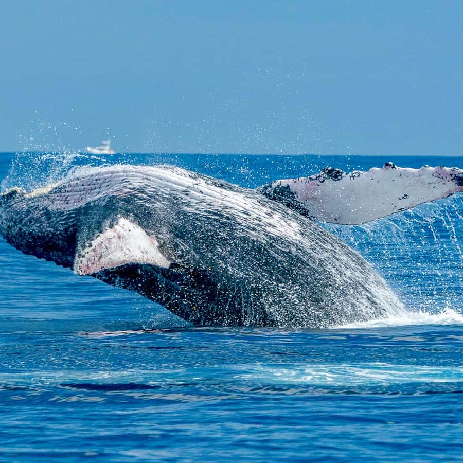 ハワイマウイ島クジラ置物 lrg_10904202.jpg?updated_at=