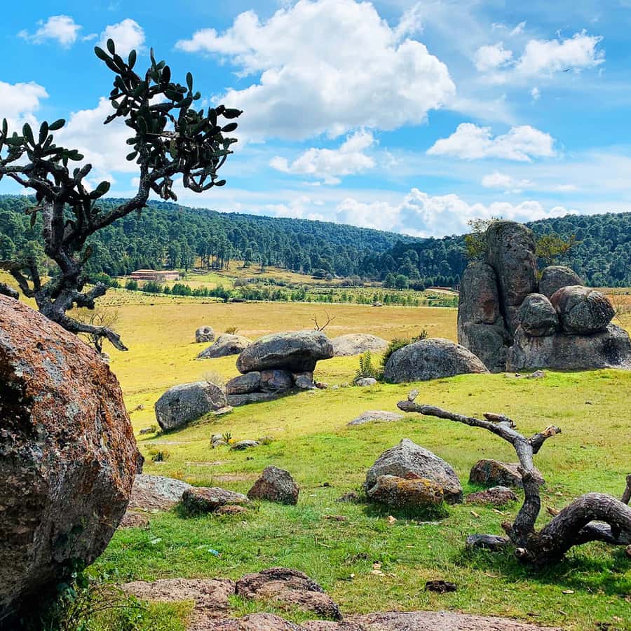 Hvorfor er mine 2 hunnreker alltid sammen? : r/shrimptank, image size:900x900