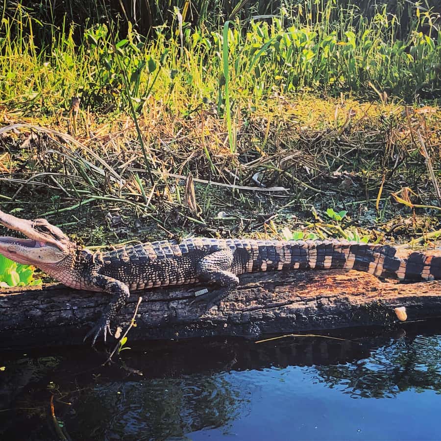 New Orleans: BYOB Tiki Boat Bayou Party and Wildlife Tour