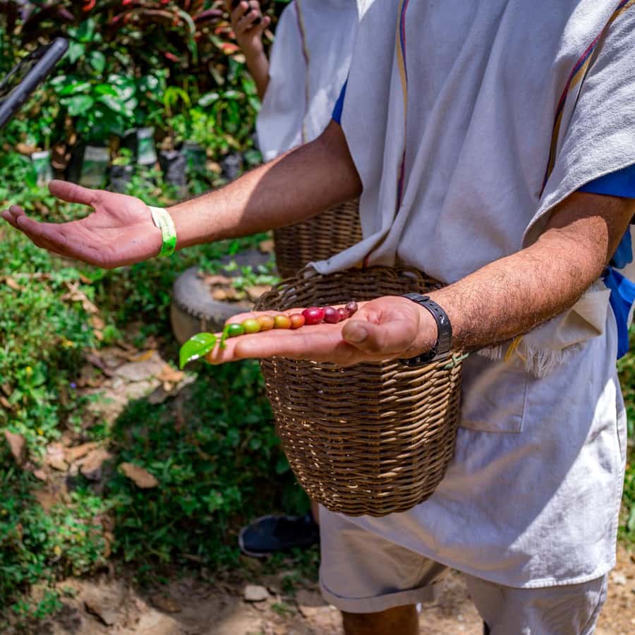 Medellín: Kaffetur med smaksprøver og lunsj | GetYourGuide, image size:900x900