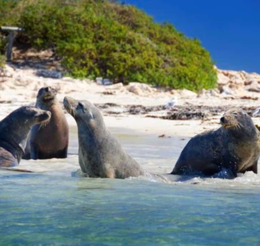 Rockingham: Shoalwater Islands, Dolphins, and Sea Lions Tour
