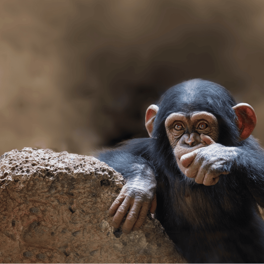 クイーン エリザベス国立公園 2 日間のチンパンジー トレッキング