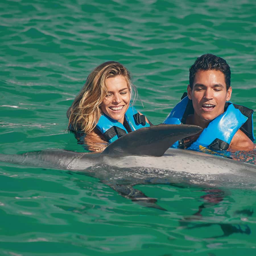 BDUCOK Parure De Lit Sur Le Thème Des Dauphins Mignons Sautant Sur Le Thème  Des Animaux, image size:900x900