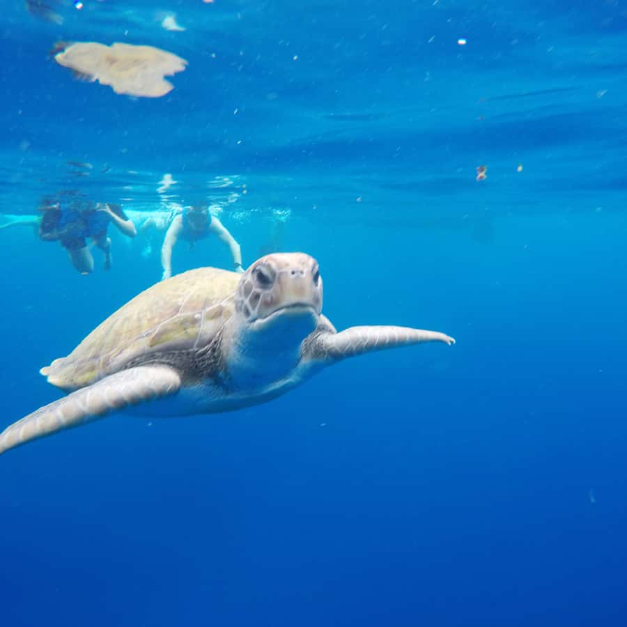 PPT - La tortue de mer PowerPoint Presentation, free download - ID:2195309, image size:900x900