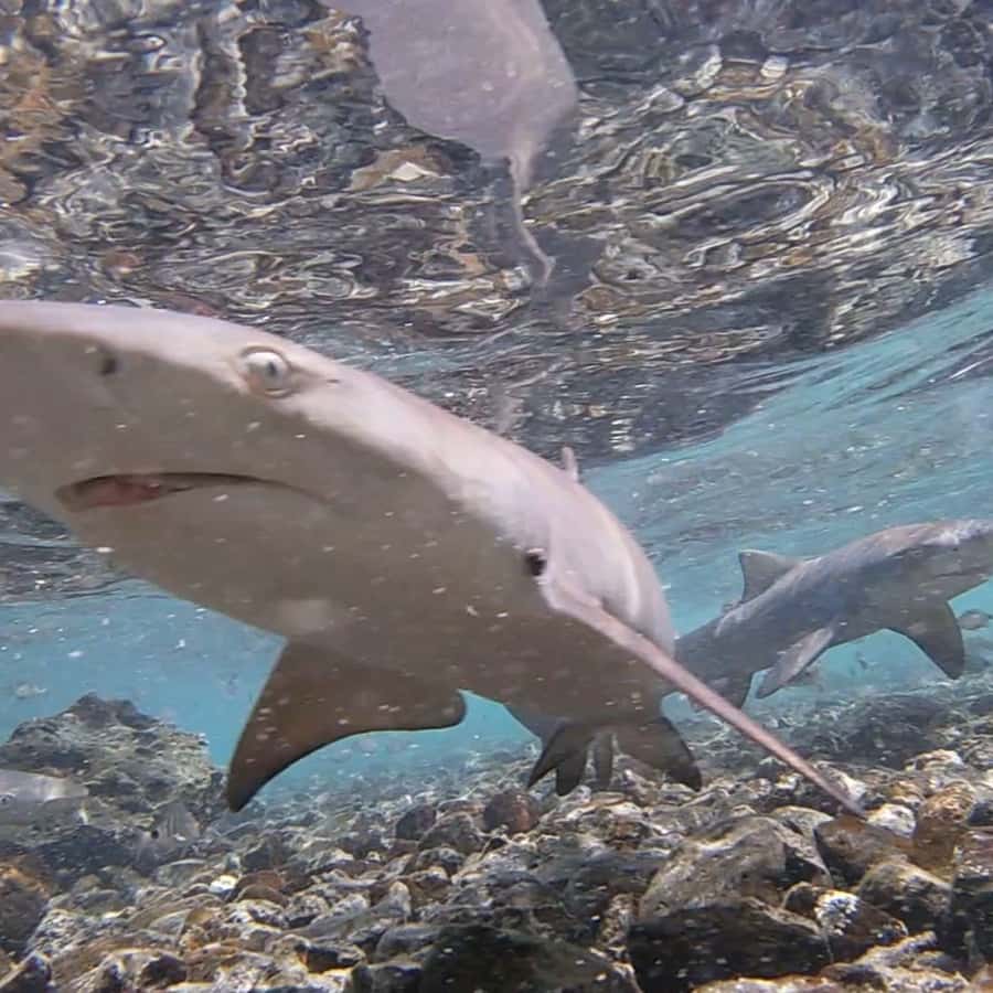 T-SHIRT HOMME REQUIN ORANGE - XS / Rouge, image size:900x900