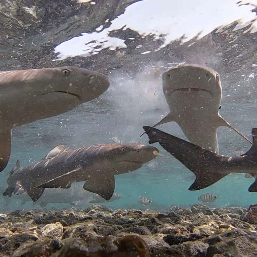 Requin-baleine | Galapatours, image size:900x900