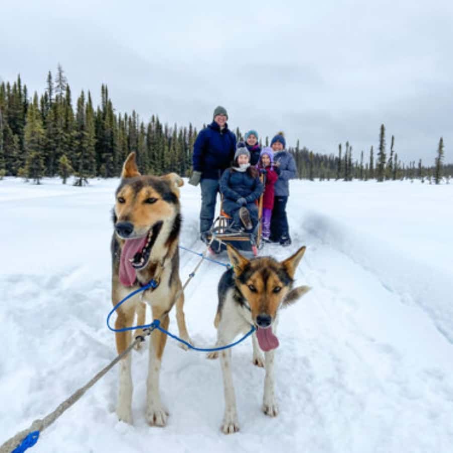 Willow：传统的阿拉斯加狗拉雪橇| GetYourGuide, image size:900x900