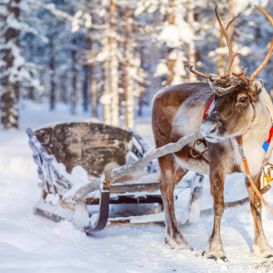 レヴィ：トナカイとソリに乗る体験をお楽しみください | GetYourGuide