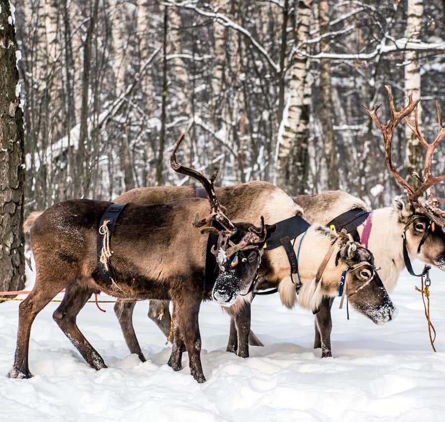 レヴィ：トナカイとソリに乗る体験をお楽しみください | GetYourGuide