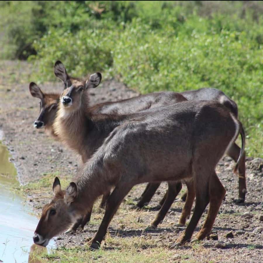 은혜와 자연의 상징을 함께 서있는 두 장엄한 사슴, 두 장엄한 사슴이 함께 서 있습니다, 은혜와 자연의 상징, 야생 동물 PNG  일러스트 및 이미지 에 대한 무료 다운로드 - Pngtree, image size:900x900