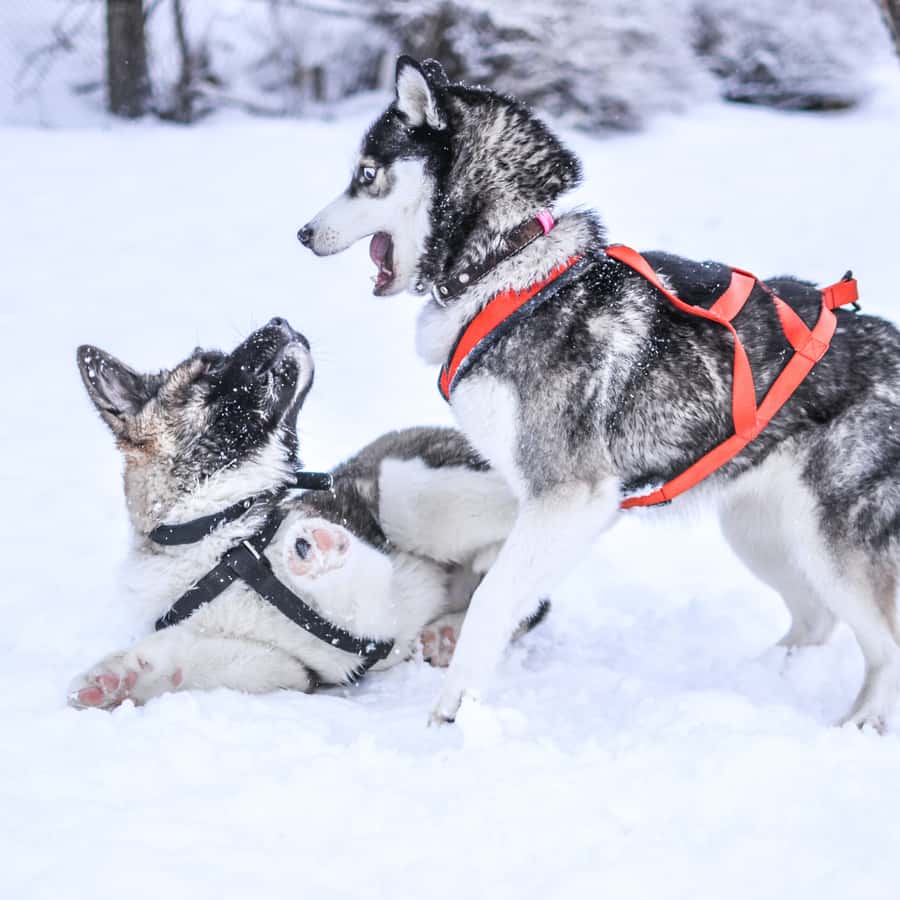 From Rovaniemi: 5km passenger Husky Sleigh Ride | GetYourGuide, image size:900x900