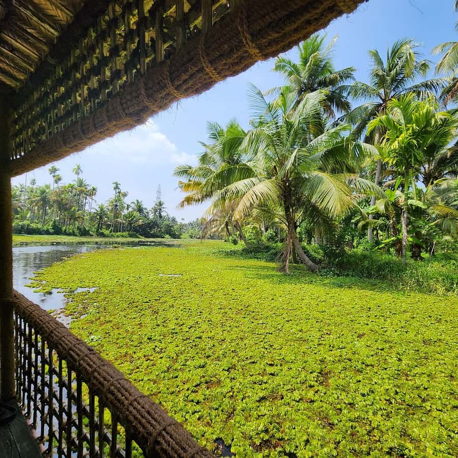 Cochim: Meio dia de cruzeiro de barco ecológico em Backwater Village com  almoço | GetYourGuide, image size:900x900