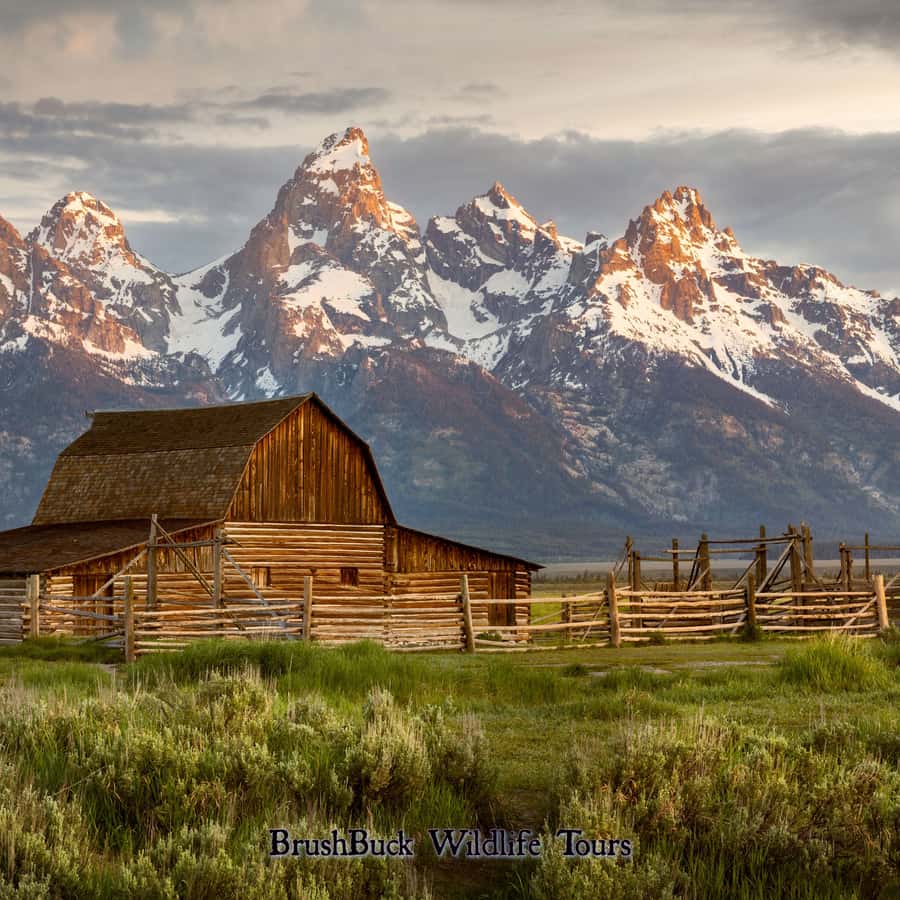 黄石公园和大提顿国家公园：4 天/3 夜野生动物探险| GetYourGuide