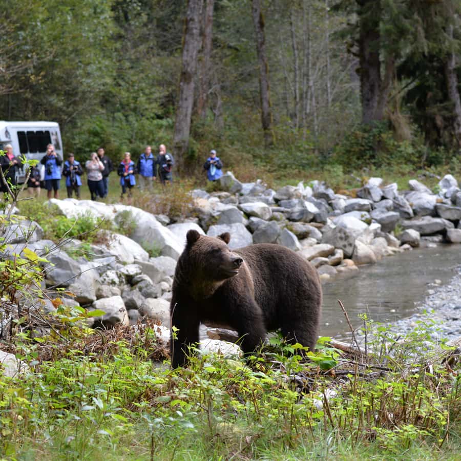 Campbell River: Grizzlybjørn-observasjonstur med lunsj | GetYourGuide, image size:900x900
