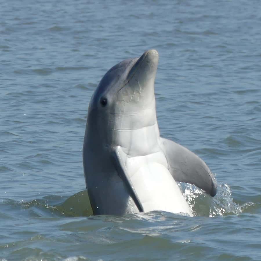 Visit Dandridge: 2026 Travel Guide for Dandridge, Tennessee | Expedia, image size:900x900