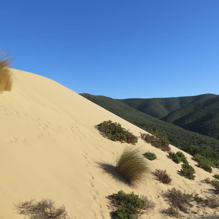 Desde Cagliari: Excursión a las Antiguas Minas de Piscinas y Montevecchio |  GetYourGuide