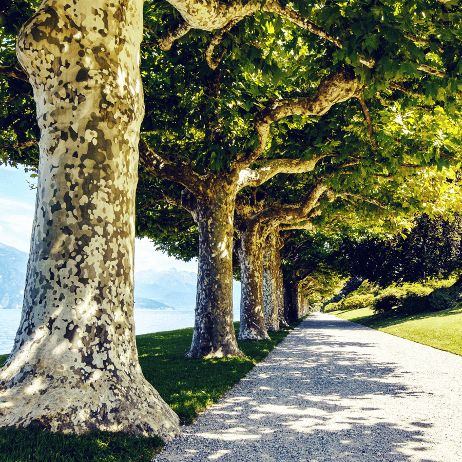 ヴィラ・メルジー(コモ湖・イタリー) コモ湖：ヴィッラ メルツィ庭園の入場チケットとフェリー | GetYourGuide