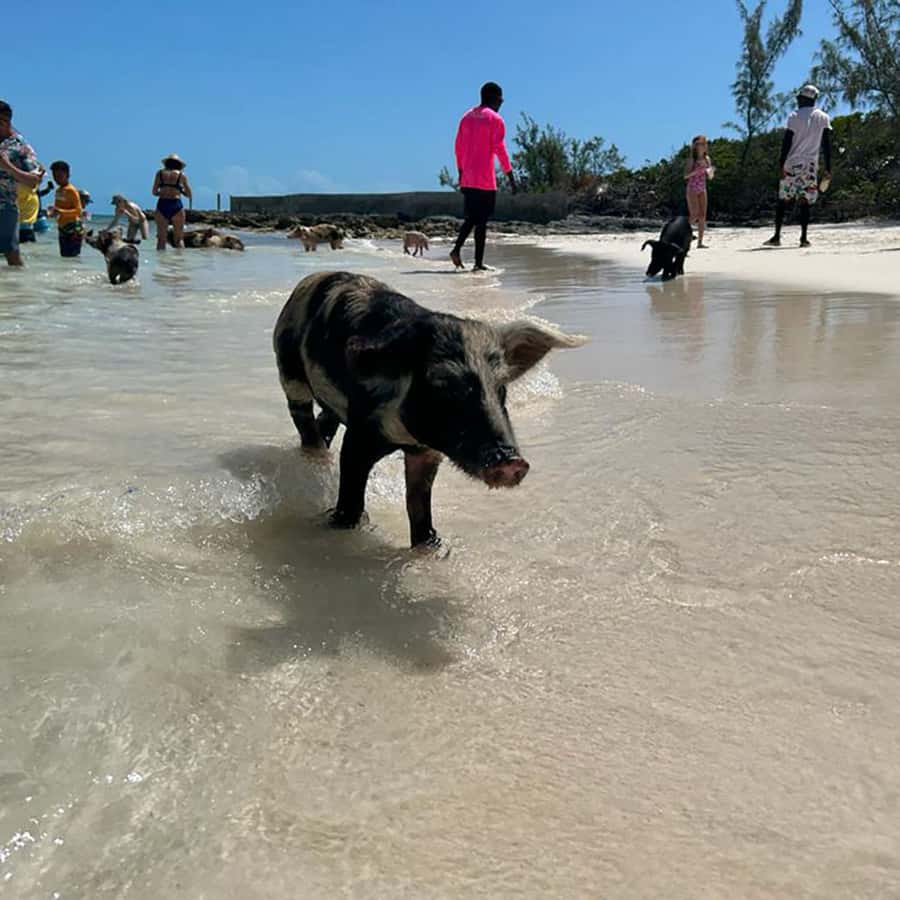 Nassau: Trip to Pig Beach and 3 Snorkeling Stops with Lunch